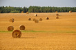 © struvictory - Many round haystacks on dry yellow field in perspective on a sunny day. August harvest.