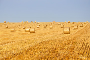 Many round haystacks on dry yellow field in perspective on a sunny day. August harvest.