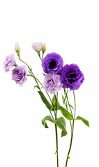 Poster - eustoma flower