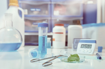 Wall Mural - Green leaf in a petri dish, with laboratory out of focus