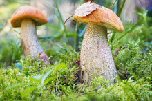 Mushroom An Orange-cap Boletus Grew In Summer In Forest. Focus .concept.