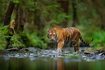 amur tiger walking in river water. danger animal, tajga, russia. animal in green forest stream. grey