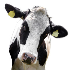 Sticker - cow isolated