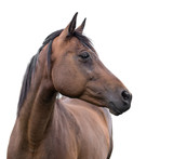 Fototapeta Konie - horse on white background
