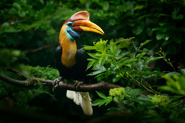 knobbed hornbill, rhyticeros cassidix, from sulawesi, indonesia. rare exotic bird detail eye portrai