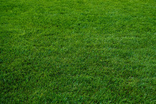 Green Grass Texture. Green Meadow