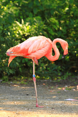 Naklejka flamingo dziki egzotyczny