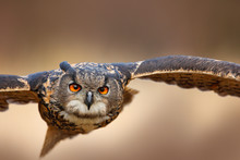Face Flying Bird With Open Wings In Grass Meadow, Face To Face Detail Attack Fly Portrait, Orange Forest In The Background, Eurasian Eagle Owl, Bubo Bubo, Animal With Big Eyes, Nature Habitat, Norway.