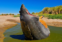 Elephant Seal With Open Muzzle. Big Sea Animal With Open Mouth. Elephant Seal Lying In Water Pond, Dark Blue Sky, Falkland Islands. Elephant Seal In Thy Water With Blue Sky. Wildlife Scene From Nature