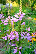 Purple Flower Physostegia In The Garden