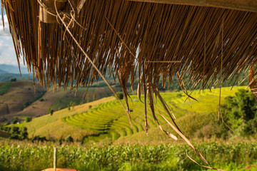  Green Terraced Rice Field in, Mae Chaem, Chiang Mai, Thailand