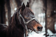 Portrait of pinto horse in winter