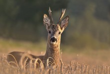 Wildlife Scene From Nature. Forest Horned Animal In The Nature Habitat. Beautiful Deer Standing In The Field. Portrait Of The Deer.