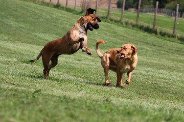 Hunde toben im Garten