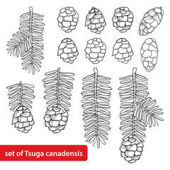 vector set with outline tsuga or canadian hemlock in black isolated on white background. coniferous 