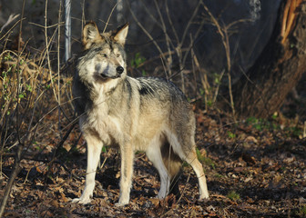  Wolf, Mexican Grey
