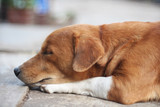 Fototapeta Tulipany - An adorable brown dog sleeps outdoor.