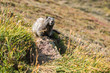 Cute marmot sitting on rock outside his den