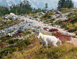 Mountain goat with colorful landscape