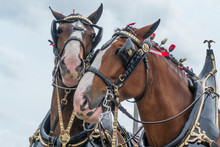 Clydesdale Horse Friends