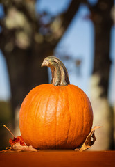 Wall Mural - Pumpkin and autumn leaves on picnic table in the fall