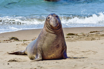 Canvas Print - Northern Elephant Seal