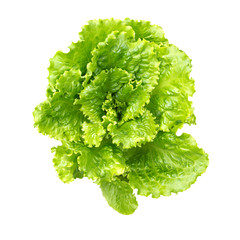 Sticker - Salad leaf. Fresh green lettuce leaves.