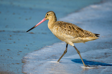 Wall Mural - marbled godwit