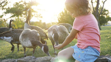 Cute Little Girl Feeding Wild Geese At Green Summer Meadow