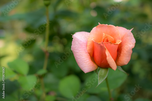 Apricot Candy; Hybrid Tea Rose, Pink Rose Originally Produced by the Breeder Mei Poster