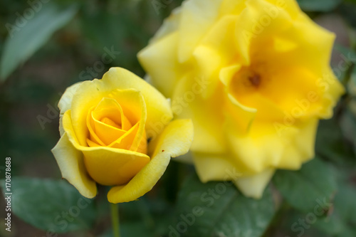 Poster Sun Goddess; Hybrid Tea Rose, Yellow Rose Originally Produced by the Breeder War