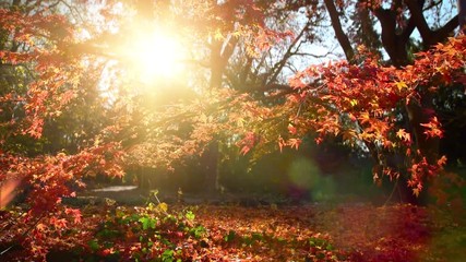 Fototapete - The charm of a sunny autumn day – footage of red foliage in a park with beautiful sunlight 