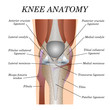 Anatomy of the knee joint front view, template for training a medical surgical poster, traumatology page. Vector illustration.