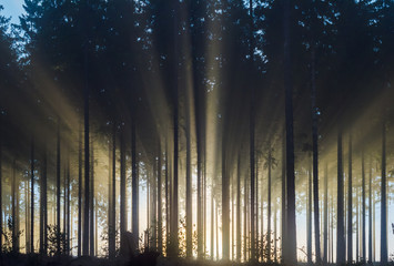 Wall Mural - Misty spruce forest in the morning
Misty morning with strong sun beams in a spruce forest in Germany near Bad Berleburg, Rothaargebirge. High contrast and backlit scene.
