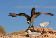 Osprey Eats Fish While Seagulls Try To Steal Scraps