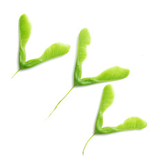 green maple seeds on white background