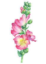 Alcea Rosea, Mallow Pink Flower (malva, Hollyhock, Althaea Rugosa). Watercolor Hand Drawn Painting Floral Illustration Isolated On White Background. For Design -posters, Greeting Card, Fabrics, Print.