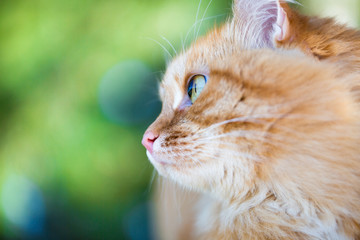 Beautiful red cat