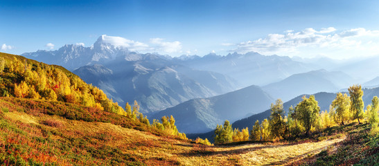 Wall Mural - Fantastic forest in Carpathian Ukraine. There comes a golden autumn in the valleys.