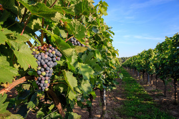 Closeup of grapes in a sunny vineyard in Rheinhessen