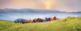 Fototapeta Konie - Free Carpathian stallions