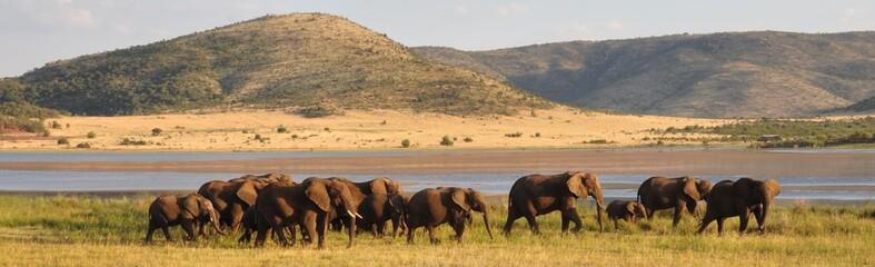 elephant herd in beautiful surroundings
