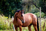 Fototapeta Konie - Portrait of bay arabian mare