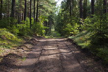  Land Road Through Forest ,small Hill, Trees Shadows,perspective