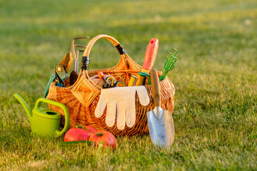 Canvas Print - Gardening tools in basket and watering can on grass. Freshly harvested tomatoes, organic food concept.