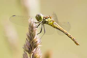 dragonfly