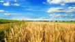 canvas print picture - Milder Spätsommer in der Pfalz: Weizenfelder, Ernte, Getreide, blauer Himmel, Wolken :)