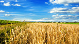 Fototapeta  - Milder Spätsommer in der Pfalz: Weizenfelder, Ernte, Getreide, blauer Himmel, Wolken :)
