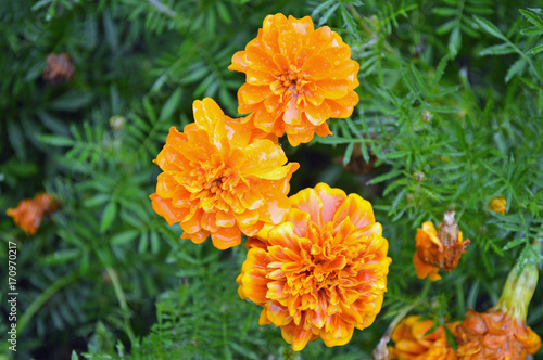 Plakat zdjęcie zbliżenie kolorowe letnie kwiaty w ogrodzie