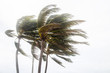 Palm trees blowing in the winds before catastrophic hurricane Irma.